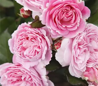 Rosa 'Rosengräfin Marie Henriette' -R- BT VI