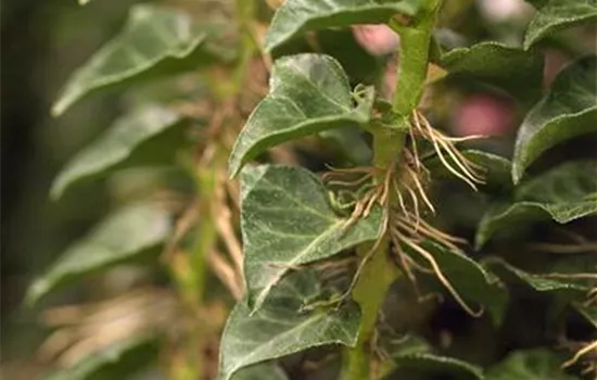 Hedera helix 'Erecta'