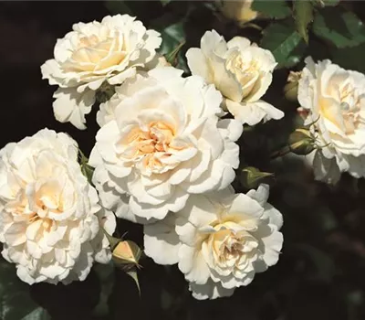 Rosa 'Petticoat' -R- BT IV