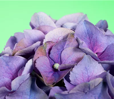 Hydrangea m., lila Hydrangea m., lila