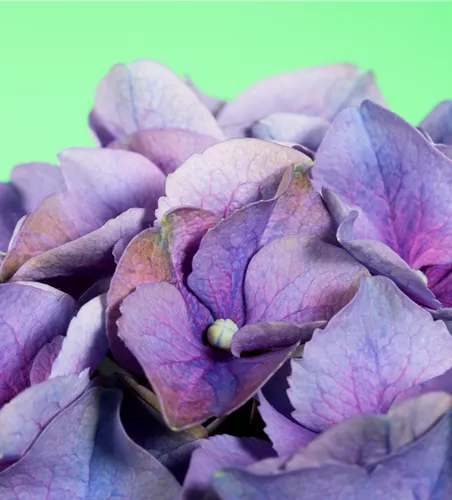 Hydrangea m., lila