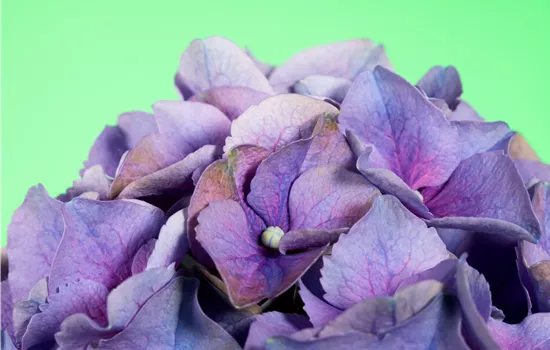 Hydrangea m., lila Hydrangea m., lila